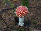 Amanita muscaria