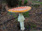 Amanita muscaria