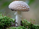 Amanita pantherina