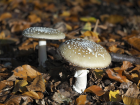 Amanita pantherina