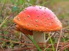 Amanita persicina