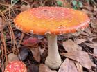 Amanita persicina