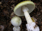 Amanita phalloides