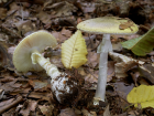 Amanita phalloides