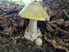 Amanita phalloides