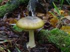 Amanita phalloides