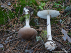 Amanita porphyria