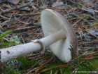 Amanita porphyria