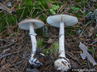 Amanita porphyria