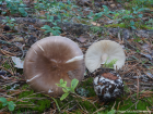 Amanita porphyria