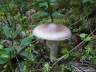 Amanita porphyria