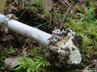 Amanita porphyria