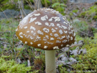 Amanita regalis