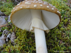 Amanita regalis