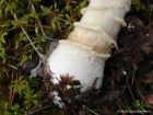 Amanita regalis