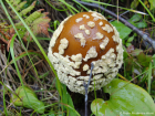 Amanita regalis