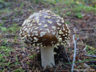 Amanita regalis