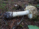 Amanita regalis