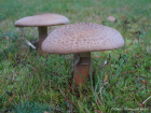 Amanita rubescens