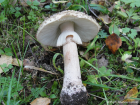 Amanita rubescens