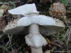 Amanita rubescens