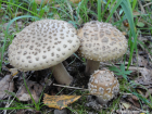 Amanita rubescens