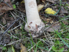 Amanita rubescens