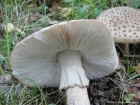 Amanita rubescens