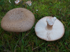 Amanita rubescens