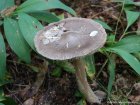 Amanita vaginata