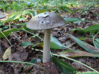 Amanita vaginata