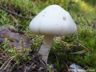 Amanita virosa