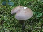 Ampulloclitocybe clavipes