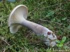 Ampulloclitocybe clavipes