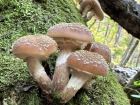 Armillaria gallica