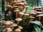 Armillaria mellea