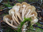 Armillaria mellea