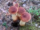 Aureoboletus projectellus