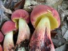 Baorangia bicolor