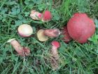 Baorangia bicolor