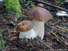 Boletus edulis