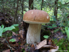 Boletus edulis