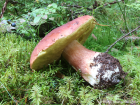 Boletus pinophilus