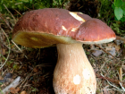 Boletus pinophilus