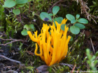 Calocera viscosa