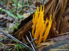 Calocera viscosa