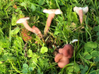 Calocybe persicolor