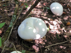 Calvatia gigantea