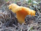 Cantharellus cibarius