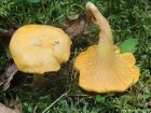 Cantharellus cibarius